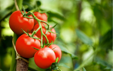 a bunch of tomatoes on a vine