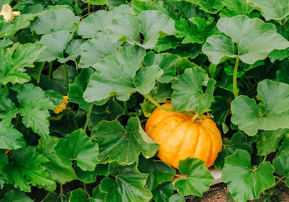 To and Grow Pumpkins – Harris Seeds