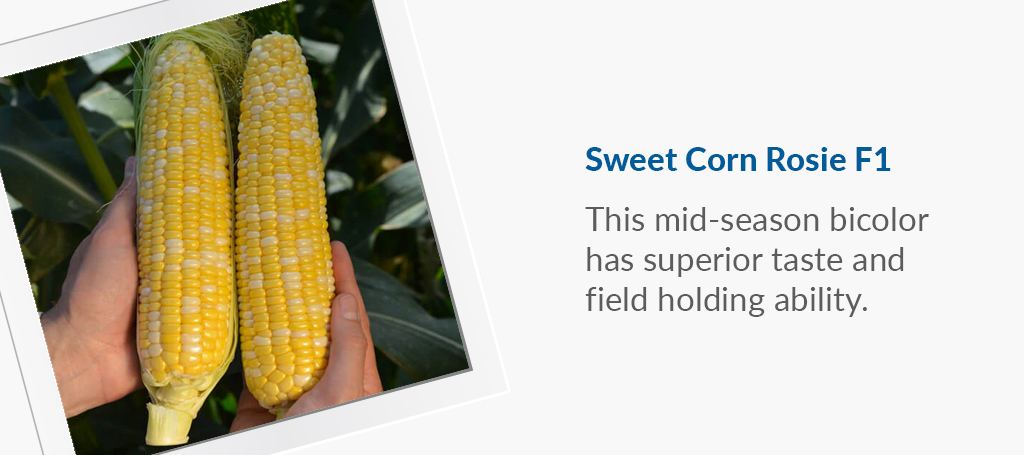 Sweet Corn Mirai® 315 BC