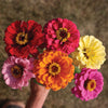 Zinnia Magnificent Mixture Seed - RAW / 250 seeds / UNTREATED