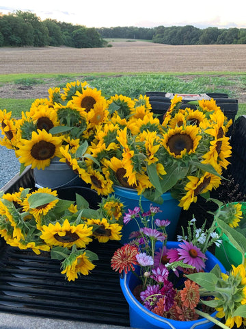 sunflowers and zinnias