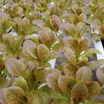 Lettuce Pomegranate Crunch MTO Organic Seed Nav Image 2