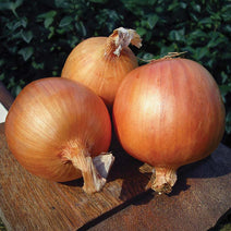 Onion Yankee F1 Organic Seed Nav Image 1