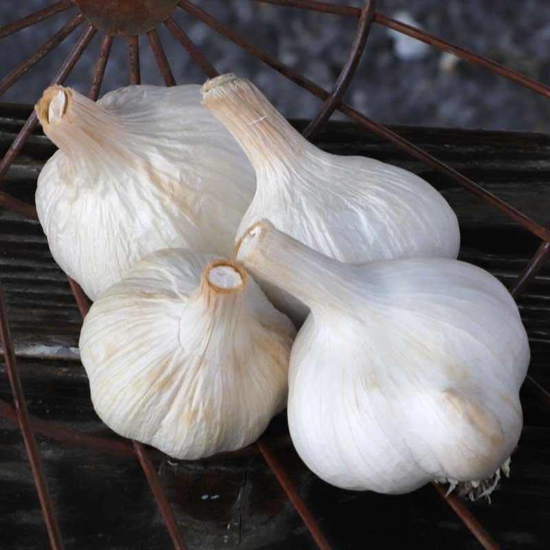 Garlic German Red Premium Hardneck - Harris Seeds product image