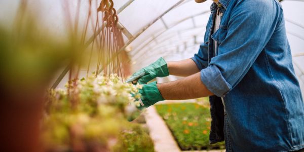 Person Handling Flowers