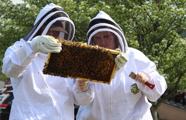 Bees at Harris Seeds