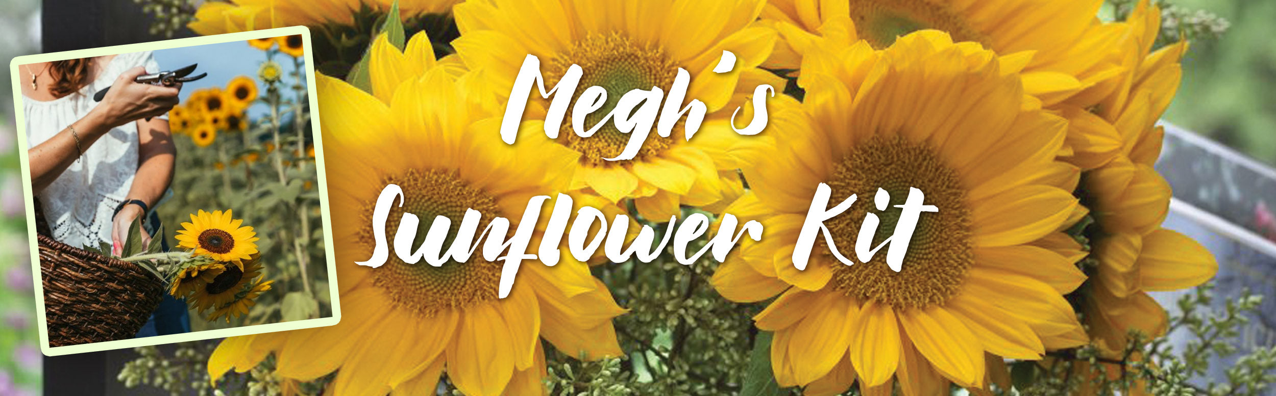 Megh's Sunflower Kit