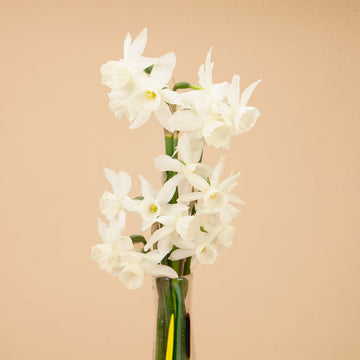 Snowflake Aestivum Giant Bulbs – Harris Seeds