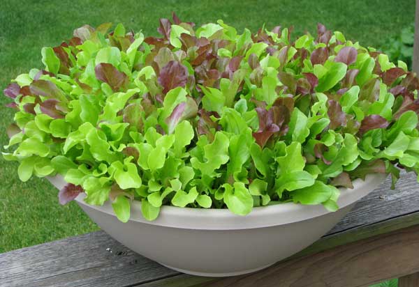 Lettuce From Seeds