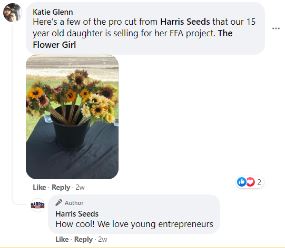 Pro Cut Sunflowers