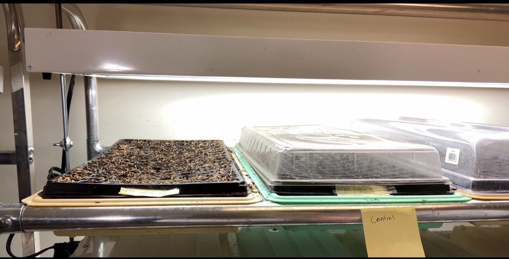 seedling germination