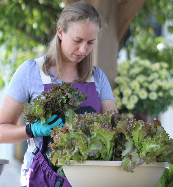 Harvesting Lettuce From Seed