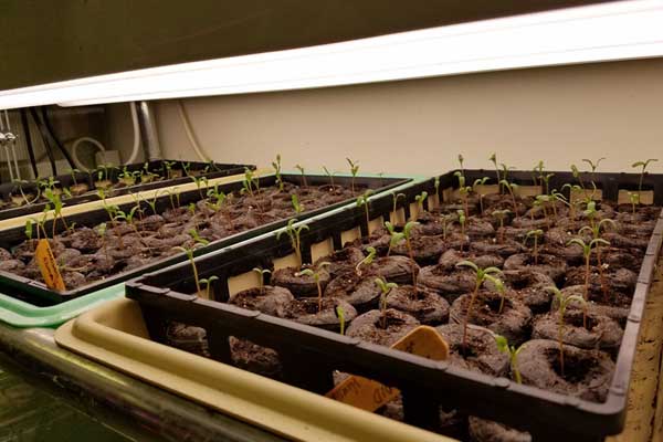 Seedlings under light