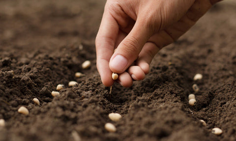 Planting Seeds in Soil