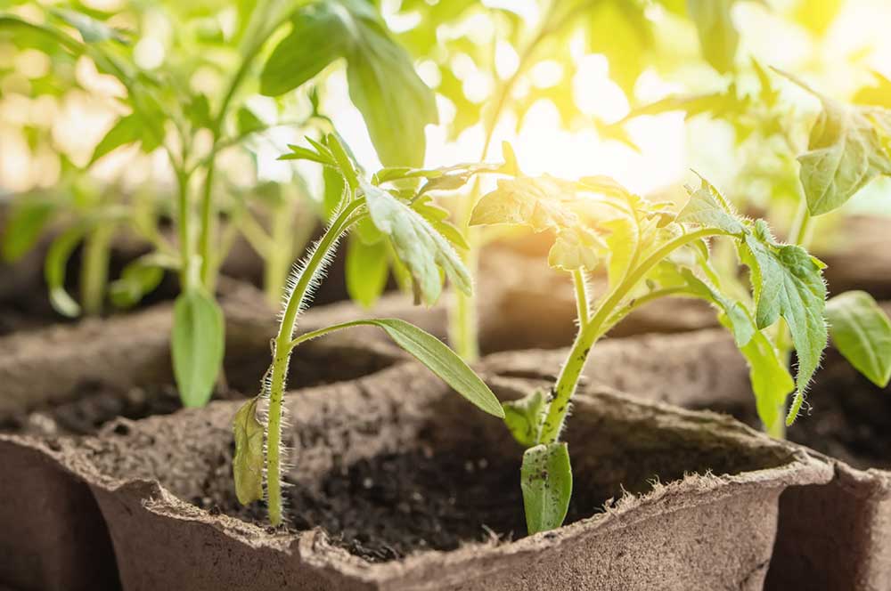 Transplants Seedlings in Sun