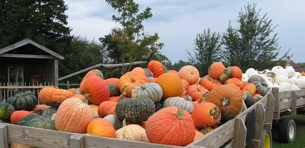 Pumpkin Variety Types