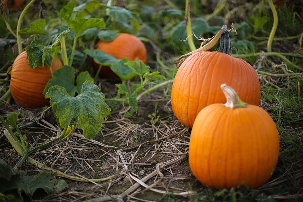 How To Harvest Pumpkins