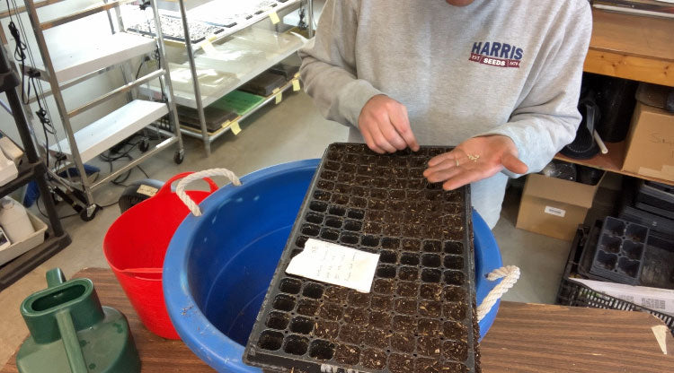 seeding trays