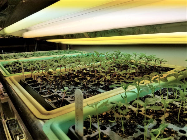 Grow Lights For Seedlings