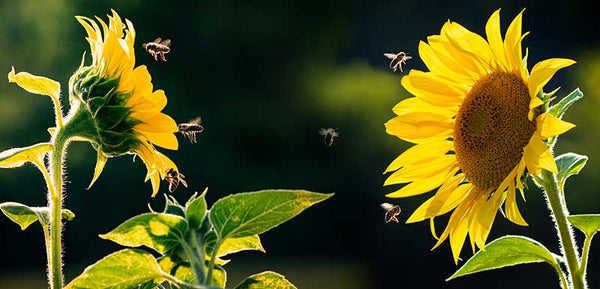 Sunflowers and Bees, Pollinators