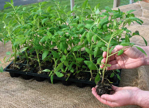 Tomato Transplants From Seed