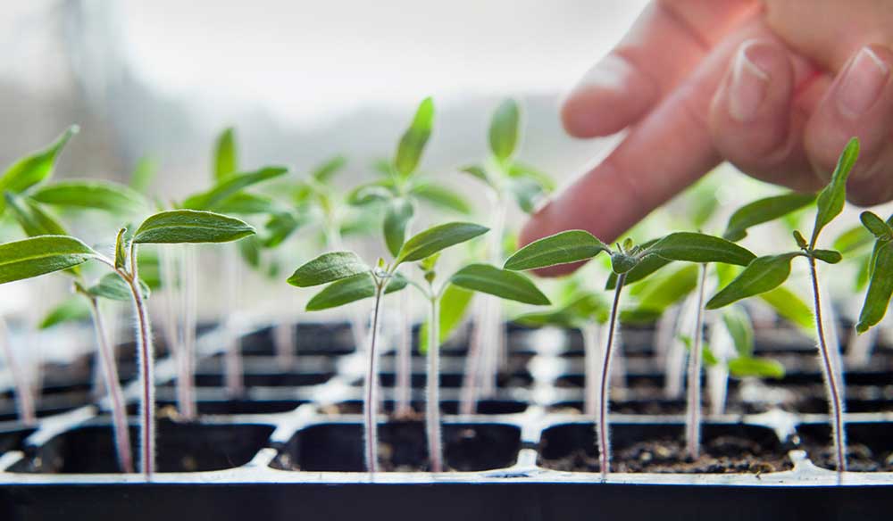 Tomato Seedlings