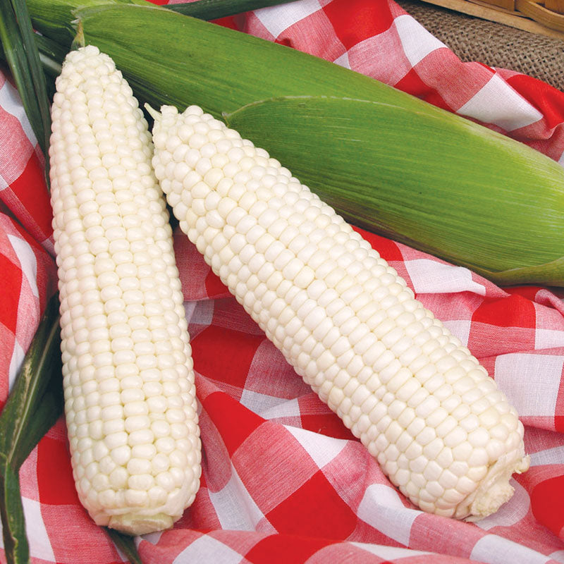 Sweet Corn Silver Queen F1 Harris Seeds