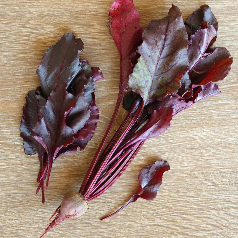 bulls blood beet seedlings