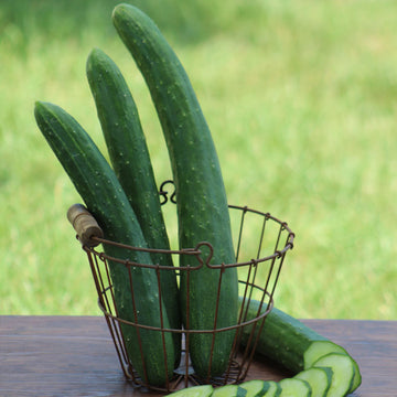 Organic Silver Slicer Cucumber - Fruition Seeds