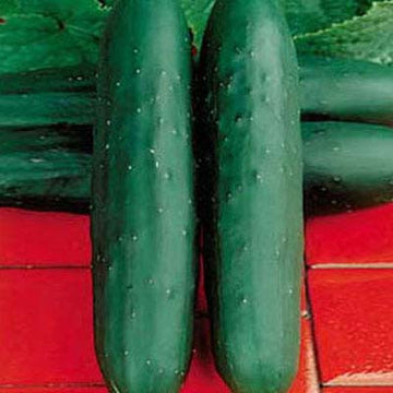 Modan F1 Seedless Slicer Cucumber (Treated)