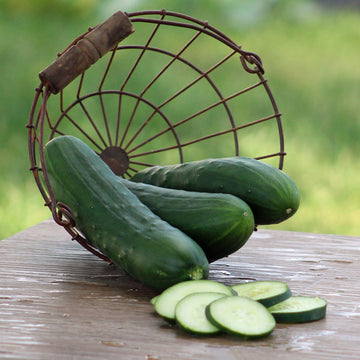 Silver Slicer Cucumber Organic Seeds - 25 Seeds