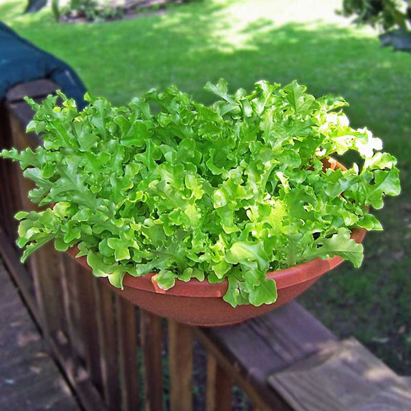 Lettuce Green Salad Bowl