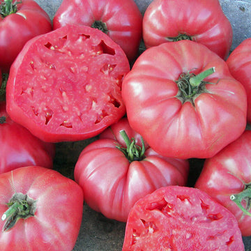Caribou Seed Company: Brandywine Tomato *50 Heirloom Seeds* Fresh Organic  Seed - Extremely Large Fruit : : Patio, Lawn & Garden