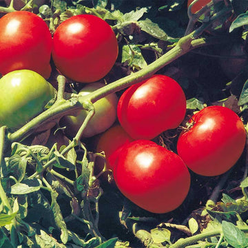 BlushingStar Tomato (F1 Hybrid 70-75 Days) – Pinetree Garden Seeds