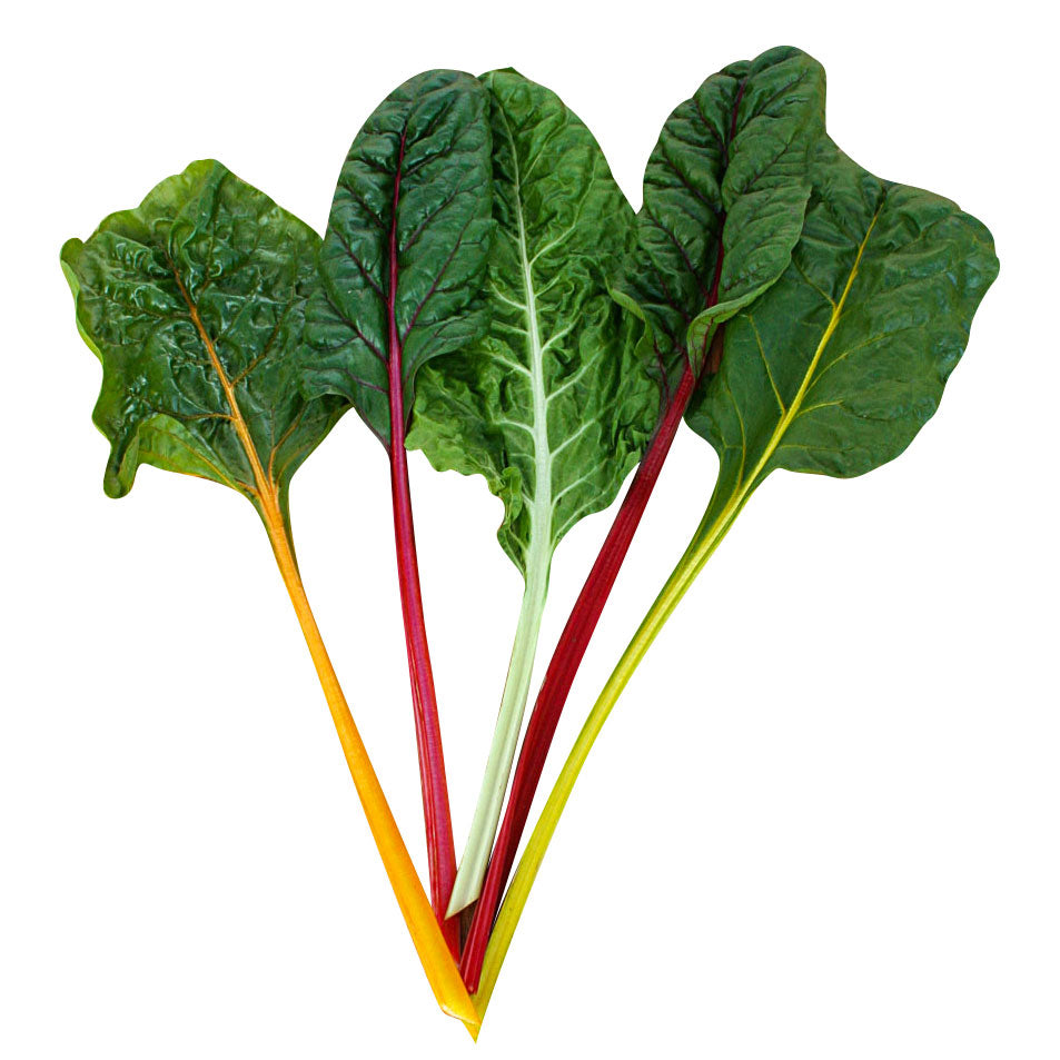 Swiss Chard Northern Lights Mix Harris Seeds