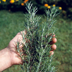 rosemary from seed
