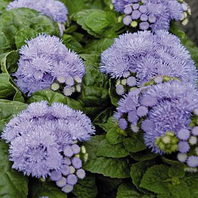 ageratum blue planet