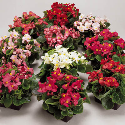 Begonia Ambassador Mix F1 Seed – Harris Seeds