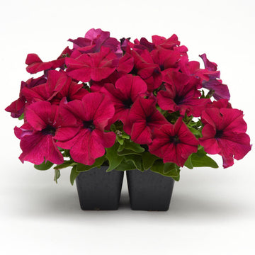 Petunia Dreams™ Neon Rose