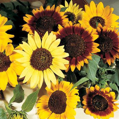 Sunflower Autumn Beauty Mixture – Harris Seeds