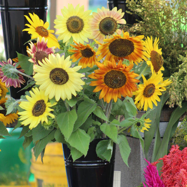 Autumn Beauty Sunflower Mix