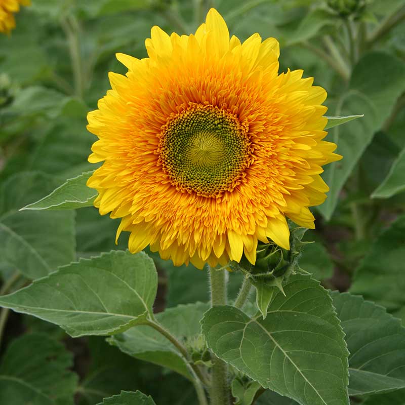 Sunflower Giant Sungold Seed – Harris Seeds