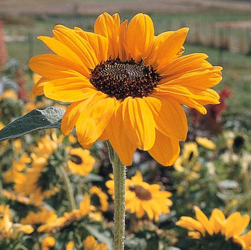 Sunflower Sunrich Orange F1 Seed – Harris Seeds