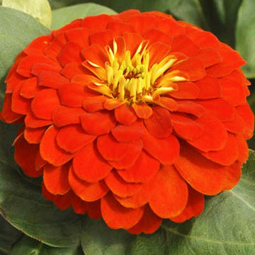 Zinnia Preciosa Rose F1 Seed