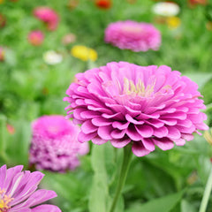 zinnia from seed