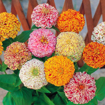 Cut Flower Supplies – Harris Seeds