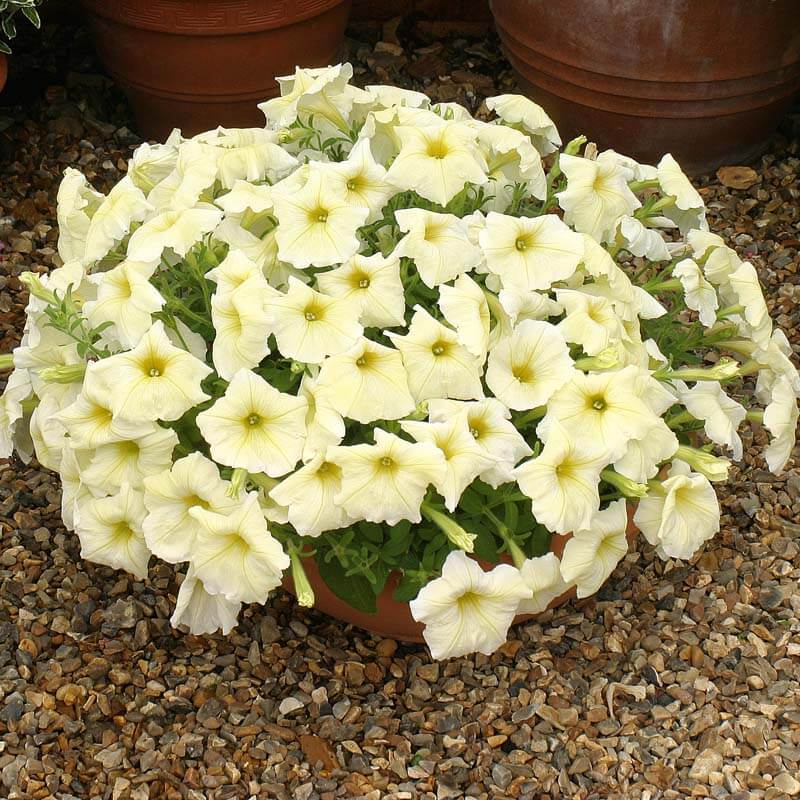 Petunia Prism Sunshine F1 Seed – Harris Seeds