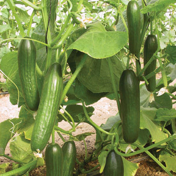 Cucumber Mini-Me Seed – Harris Seeds