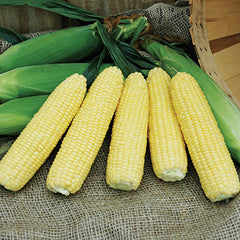 XTH1273 corn