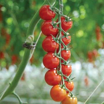 Indigo™ Blue Beauty Tomato, Indigo™ Series Tomato Seeds: Totally Tomatoes